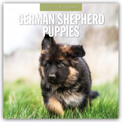 Red Robin Publishing Ltd: German Shepherd Puppies - Deutsche Schäferhunde Welpen 2025 - 16-Monatskalender