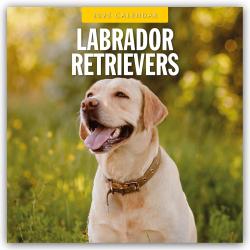 Red Robin Publishing Ltd: Labrador Retrievers - Labrador Retriever 2025 - 16-Monatskalender