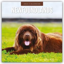 Red Robin Publishing Ltd: Newfoundlands - Neufundländer 2025 - 16-Monatskalender