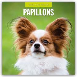 Red Robin Publishing Ltd: Papillons - Schmetterlingshund - Zwergspaniel 2025 - 16-Monatskalender