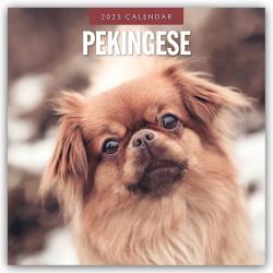 Red Robin Publishing Ltd: Pekingese - Pekinese - Peking Palasthund 2025 - 16-Monatskalender