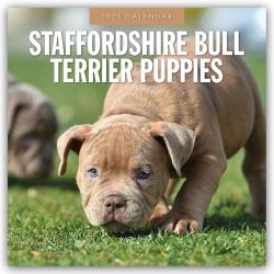 Red Robin Publishing Ltd: Staffordshire Bull Terrier Puppies - Staffordshire Bullterrier Welpen 2025 - 16-Monatskalender