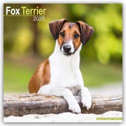 Avonside Publishing Ltd: Fox Terrier - Foxterrier 2025 - 16-Monatskalender