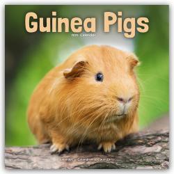 Avonside Publishing Ltd: Guinea Pigs - Meerschweinchen 2025 - 16-Monatskalender