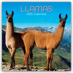 Gifted Stationery Co. Ltd: Llamas - Lamas 2025 - 16-Monatskalender