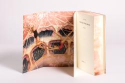 Ayla Dade: A Million Stars Above - Taschenbuch