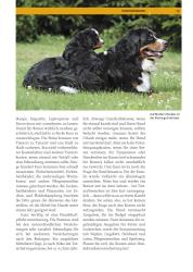 Evi Bürner: Berner Sennenhund - Taschenbuch