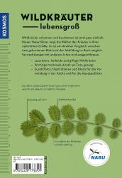 Meike Bosch: Wildkräuter am Blatt erkennen - Taschenbuch