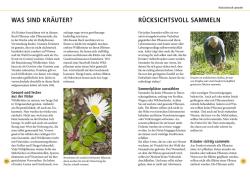 Meike Bosch: Wildkräuter am Blatt erkennen - Taschenbuch