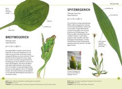 Meike Bosch: Wildkräuter am Blatt erkennen - Taschenbuch