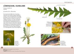 Meike Bosch: Wildkräuter am Blatt erkennen - Taschenbuch