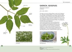 Meike Bosch: Wildkräuter am Blatt erkennen - Taschenbuch