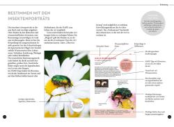 Frank Hecker: Wer summt denn hier? - Taschenbuch