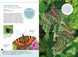 Frank Hecker: Wer summt denn hier? - Taschenbuch