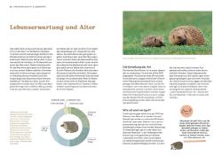 Monika Neumeier: Igel im Garten - Taschenbuch