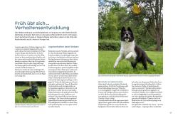 Andrea Buisman: Jagdverhalten bei Hunden - gebunden