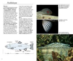 Matthias Bergbauer: Welcher Fisch ist das? - Taschenbuch