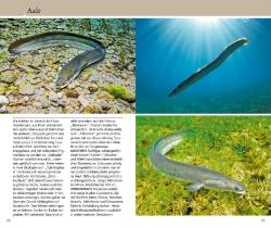 Matthias Bergbauer: Welcher Fisch ist das? - Taschenbuch