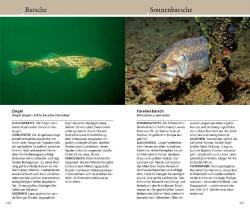 Matthias Bergbauer: Welcher Fisch ist das? - Taschenbuch