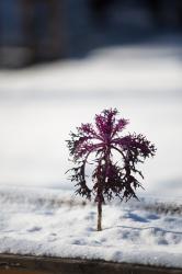 Wolfgang Palme: Frisches Gemüse im Winter ernten - gebunden