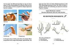 Erwin Palnstorfer: Das große kleine Buch: Obstbaumschnitt - gebunden