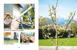 Erwin Palnstorfer: Das große kleine Buch: Obstbaumschnitt - gebunden