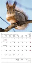 KORSCH Bildkalender Eichhörnchen 30 x 30 cm 2025