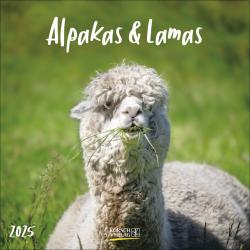 KORSCH Bildkalender Alpakas und Lamas 30 x 30 cm 2025