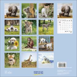 KORSCH Bildkalender Tierkinder 30 x 30 cm 2025