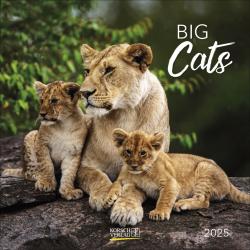 KORSCH Bildkalender Big Cats 30 x 30 cm 2025