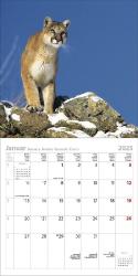 KORSCH Bildkalender Big Cats 30 x 30 cm 2025