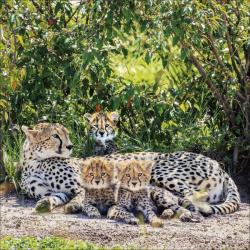 KORSCH Bildkalender Big Cats 30 x 30 cm 2025