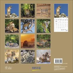 KORSCH Bildkalender Big Cats 30 x 30 cm 2025