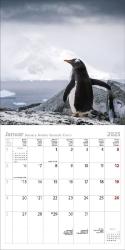 KORSCH Bildkalender Pinguine 30 x 30 cm 2025