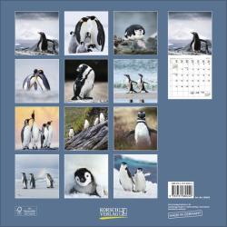 KORSCH Bildkalender Pinguine 30 x 30 cm 2025