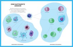 Dr. Christine Hutterer: Für ein fittes Immunsystem - Taschenbuch