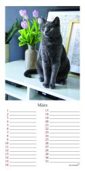 ars vivendi Verlag: Geburtstagskalender Katzen