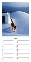 ars vivendi Verlag: Geburtstagskalender Katzen