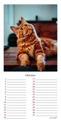 ars vivendi Verlag: Geburtstagskalender Katzen