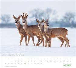 Heimische Tiere Bildkalender 2025