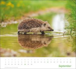 Heimische Tiere Bildkalender 2025