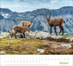 Heimische Tiere Bildkalender 2025