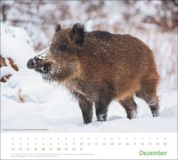 Heimische Tiere Bildkalender 2025