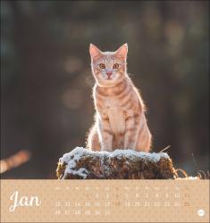 Postkartenkalender Katzen Kleine Tiger 2026