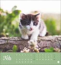 Postkartenkalender Katzen Kleine Tiger 2026