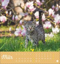 Postkartenkalender Katzen Kleine Tiger 2026