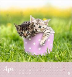 Postkartenkalender Katzen Kleine Tiger 2026