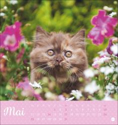 Postkartenkalender Katzen Kleine Tiger 2026