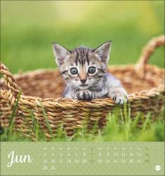 Postkartenkalender Katzen Kleine Tiger 2026