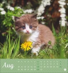 Postkartenkalender Katzen Kleine Tiger 2026
